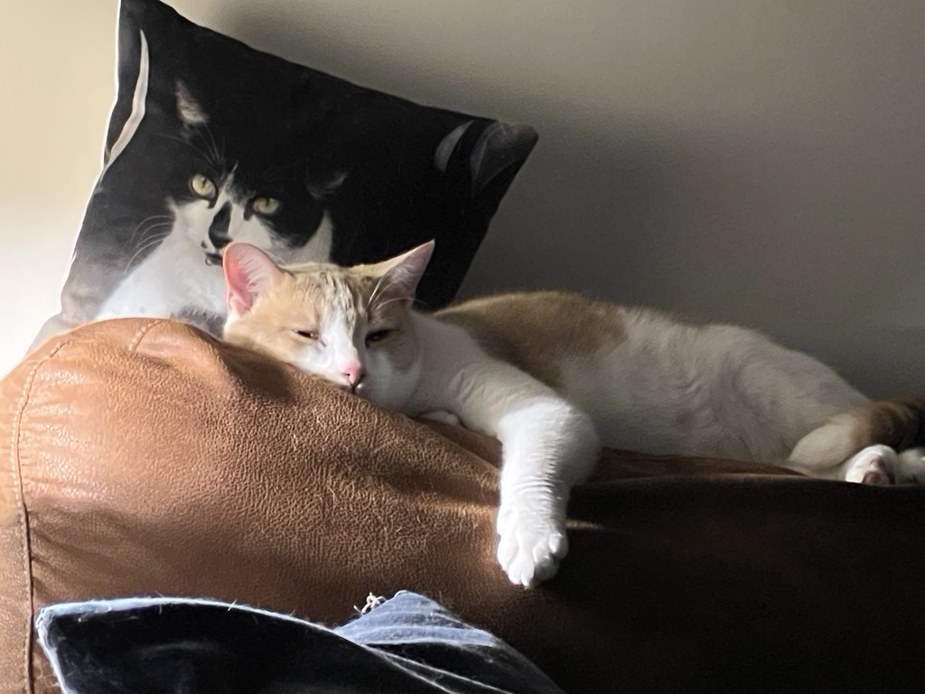 A cream-and-orange cat lounges sleepily on a brown leather couch with one front paw hanging over the edge; a black-and-white cat rests on a cushion behind it in the warm, softly lit room, creating a cozy and relaxed scene